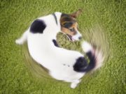 How to Calm Down a Dog How To Calm Down A Dog