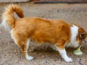 How to Make a Dog Throw Up How To Make A Dog Throw Up