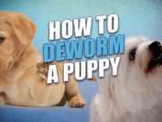 How to Deworm a Puppy Yourself How to Deworm a Puppy Yourself at Home - Safe and Effective Guide