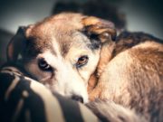 How to Improve Your Dog’s Sleep How to Improve Your Dog’s Sleep