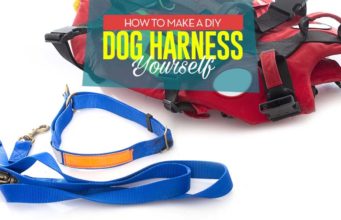 How to Make a Dog Harness How to Make a DIY Dog Harness Yourself