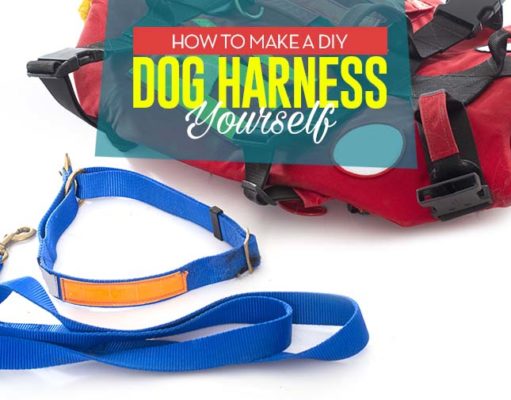 How to Make a Dog Harness How to Make a DIY Dog Harness Yourself