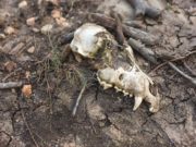 Our Dogs’ DNA Carry Cancer Genes from Over 10,000 Years Ago Our Dogs' DNA Carry Cancer Genes from Over 10,000 Years Ago