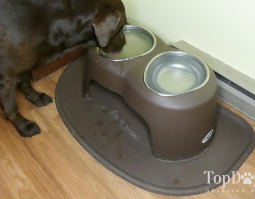 Review: PetComfort High Feeding System for Dogs OxyFresh Dental Care Solution