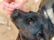 Research Shows Dogs Have Their Favorite Scent – It’s the Owner’s Smell