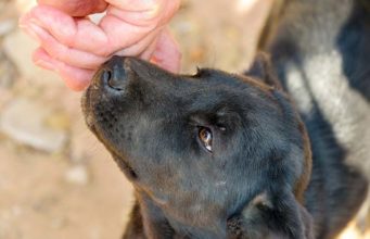 Research Shows Dogs Have Their Favorite Scent – It’s the Owner’s Smell