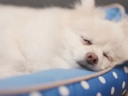 9 Best Cooling Dog Beds The 9 Best Cooling Dog Bed Brands for Hot Weather