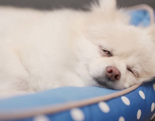 9 Best Cooling Dog Beds The 9 Best Cooling Dog Bed Brands for Hot Weather
