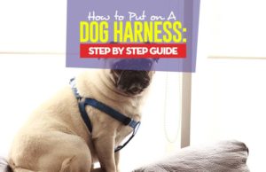 How to Put on Different Types of Dog Harnesses Tips on How to Put on a Dog Harness