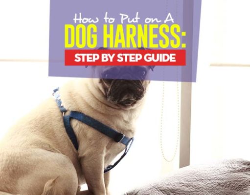 How to Put on Different Types of Dog Harnesses Tips on How to Put on a Dog Harness