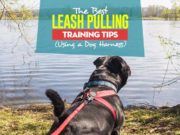 10 Leash Pulling Training Tips Using a Dog Harness Top 11 Leash Pulling Training Tips Using a Dog Harness