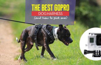 The 3 Best GoPro Dog Harnesses and How to Pick One Yourself Top Best GoPro Dog Harness and How to Pick One