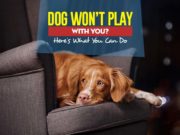 My Dog Won’t Play With Me – Why and What to Do? Why My Dog Won’t Play With Me