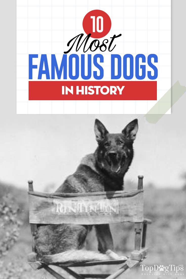 Most famous best sale dogs in history