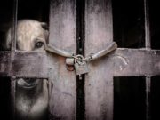 12 Horrifying Facts About the Lives of Laboratory Dogs 12 Horrifying Facts About the Lives of Laboratory Dogs