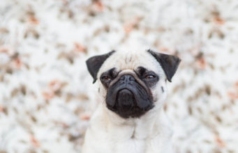 13 Things Dogs Can Sense About You 13 Things Dogs Can Sense About You