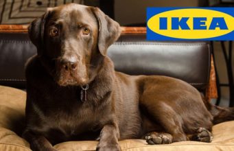 14 Best IKEA Dog Furniture and Pet Supplies 14 Best IKEA Dog Furniture Pieces and Other Items