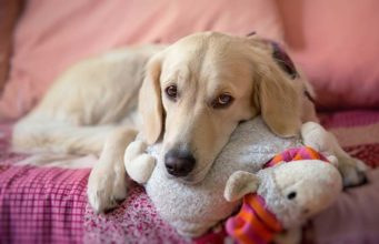 14 Toys Your Dog Is Guaranteed to Fall in Love With 14 Toys Your Dog Is Guaranteed to Fall in Love With