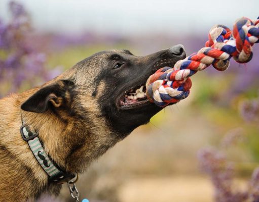 18 Dangerous Dog Supplies That Owners Often Have Problems With 18 Dangerous Dog Supplies that Owners Often Have Problems With