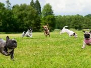 20 Best Dog Parks in Austin, Texas 20 Best Dog Parks in Austin, Texas