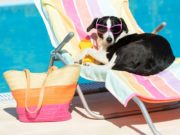 7 Best Dog Sunscreens That Are Safe 7 Best Dog Sunscreen Brands That Are Safe and Effective