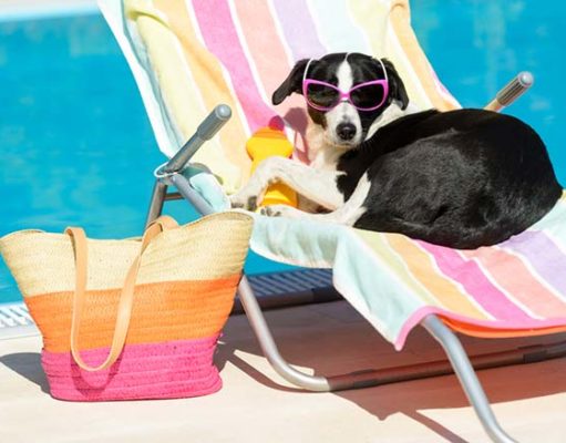 7 Best Dog Sunscreens That Are Safe 7 Best Dog Sunscreen Brands That Are Safe and Effective