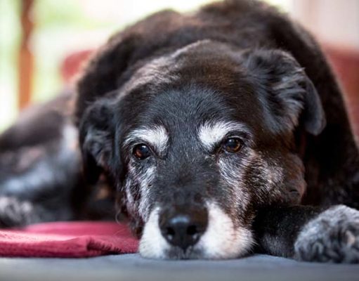 8 Signs of Aging in Senior Dogs 8 Signs of Aging in Senior Dogs