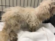 Abandoned Senior Maltese Dog Slowly Recovers from Years of Neglect Abandoned Senior Maltese Dog Slowly Recovers from Years of Neglect
