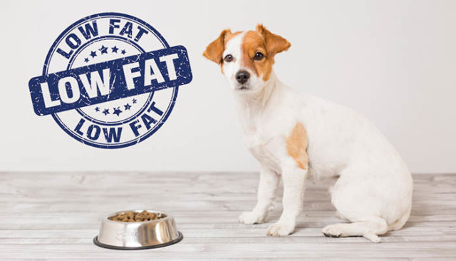 Serene Dog Food Low In Fat Photo Illustration Serene Dog Food Low In Fat Photo Illustration