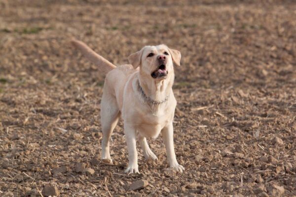 Reactive Labrador Reactive Dogs: 5 Things You Need to Know – Top Dog Tips