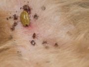 CKD Risk In Dogs Increases With Tick Exposure Chronic Kidney Disease Risk In Dogs Increases With Tick Exposure