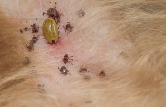CKD Risk In Dogs Increases With Tick Exposure Chronic Kidney Disease Risk In Dogs Increases With Tick Exposure