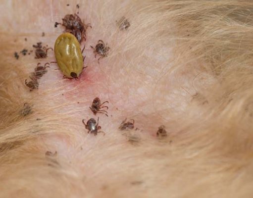 CKD Risk In Dogs Increases With Tick Exposure Chronic Kidney Disease Risk In Dogs Increases With Tick Exposure
