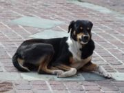 Clever Dog Begs Money from People So He Can Buy Sausages Clever Dog Begs Money from People So He Can Buy Sausages
