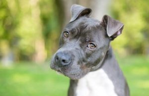 Dogs Talk to Humans In 19 Different Ways, Study Reveals Dogs Talk to Humans In 19 Different Ways, Study Reveals featured image