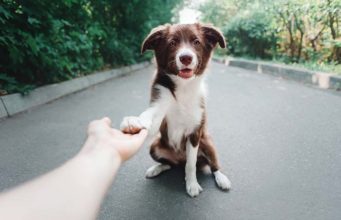 Empathetic Dogs Rush to Help Their Distressed Humans Empathetic Dogs Rush to Help Their Distressed Humans featured image