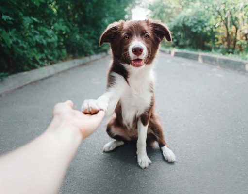 Empathetic Dogs Rush to Help Their Distressed Humans Empathetic Dogs Rush to Help Their Distressed Humans featured image