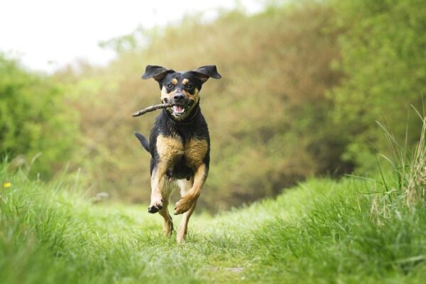 Image showcasing Can You Overexercise Your Dog? 12 Signs to Watch Out For!