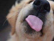Friendly Dogs Likely Have Similar DNA Disorders as Humans with Williams Syndrome Friendly Dogs Likely Have Similar DNA Disorders as Humans with Williams Syndrome