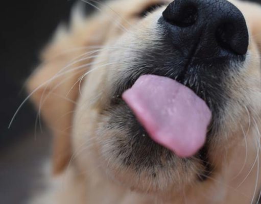 Friendly Dogs Likely Have Similar DNA Disorders as Humans with Williams Syndrome Friendly Dogs Likely Have Similar DNA Disorders as Humans with Williams Syndrome