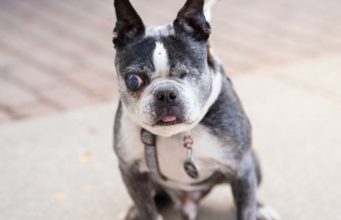 Glaucoma in Dogs: Causes, Signs, Treatment Glaucoma in Dogs - The Pet Owner’s Guide