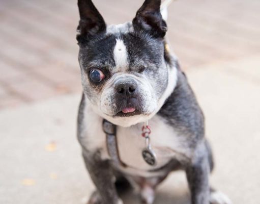 Glaucoma in Dogs: Causes, Signs, Treatment Glaucoma in Dogs - The Pet Owner’s Guide