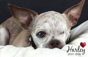 13 Dog Rescue Stories That’ll Bring Tears of Joy Harley, Chihuahua