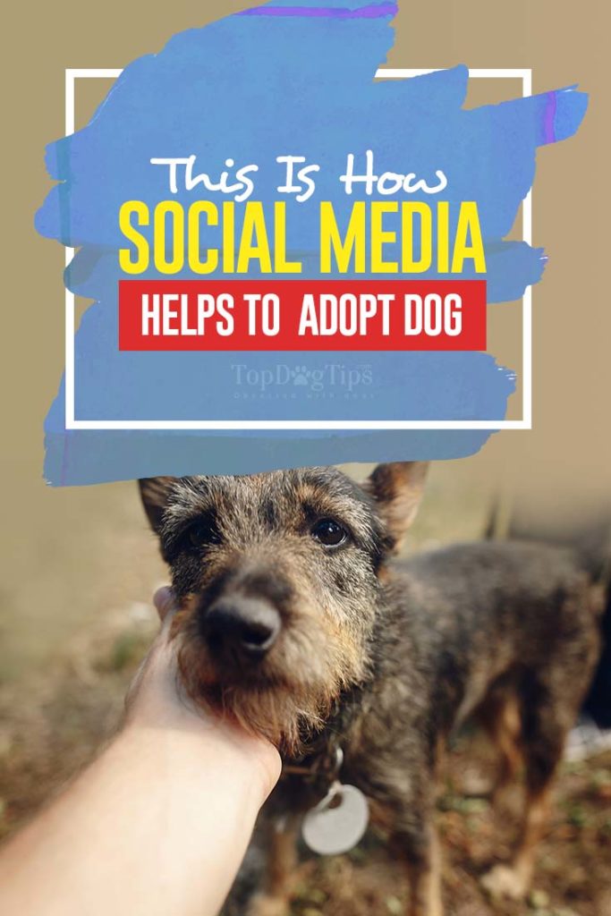 How Social Media Helps to Adopt Dogs – Top Dog Tips