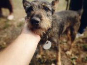 How Social Media Helps to Adopt Dogs How Social Media Helps to Adopt Dogs