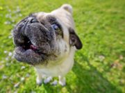 How to Make a Dog Howl on Command How To Make A Dog Howl