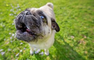 How to Make a Dog Howl on Command How To Make A Dog Howl