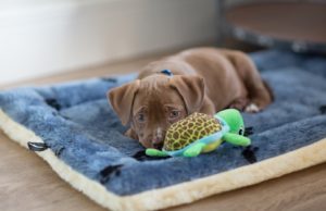 How to Stop a Puppy from Whining How To Stop A Puppy From Whining