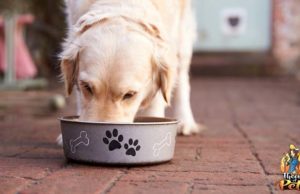 TOP #58: How to Choose the Right Nutrition for Your Dog