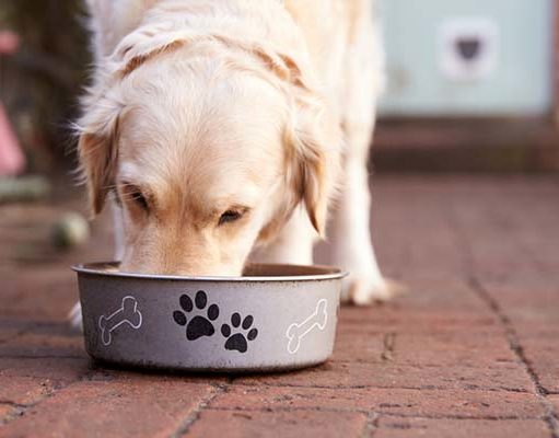 TOP #58: How to Choose the Right Nutrition for Your Dog